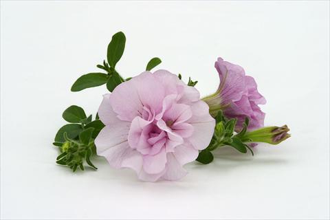 Photos von Blumenvarianten benutzt als: Ampel/Topf Petunia pendula Surfinia® Double Pink