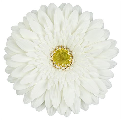 Photos von Blumenvarianten benutzt als: Schnittblume Gerbera jamesonii Balance®