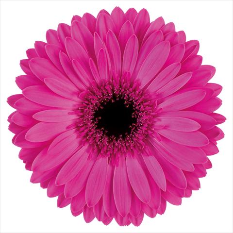 Photos von Blumenvarianten benutzt als:  Gerbera jamesonii Bravoure®