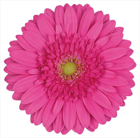 Photos von Blumenvarianten benutzt als: Schnittblume Gerbera jamesonii Cacharelle®