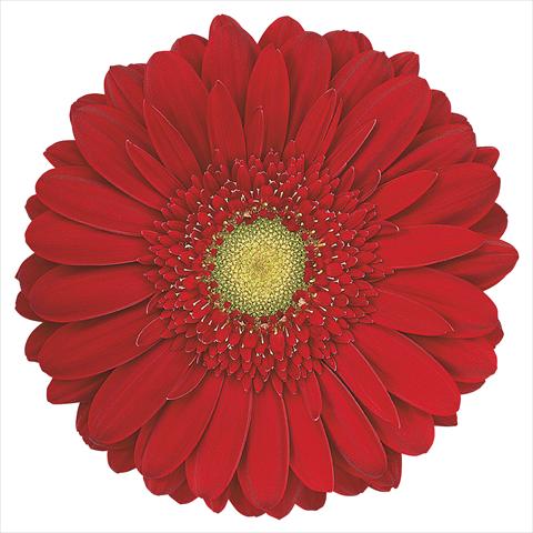 Photos von Blumenvarianten benutzt als: Schnittblume Gerbera jamesonii Carambole®