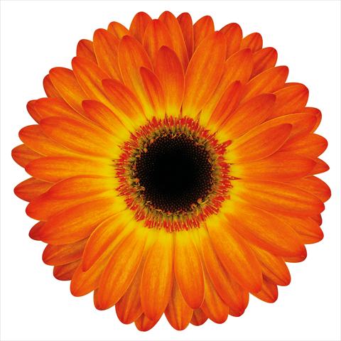 Photos von Blumenvarianten benutzt als: Schnittblume Gerbera jamesonii Entourage®