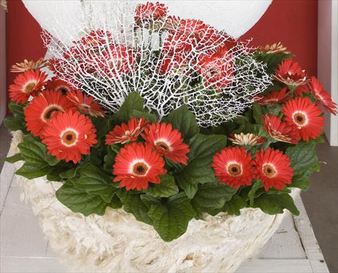 Photos von Blumenvarianten benutzt als: Topf Gerbera jamesonii Flori Line® Eyecatcher Winter theme