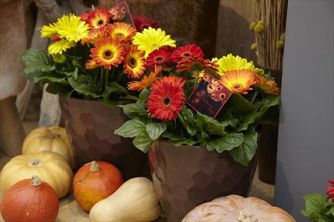 Photos von Blumenvarianten benutzt als: Topf Gerbera jamesonii Flori Line® Fireball Halloween mix