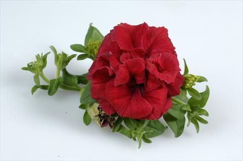 Photos von Blumenvarianten benutzt als: Ampel/Topf Petunia pendula Surfinia® Double Red