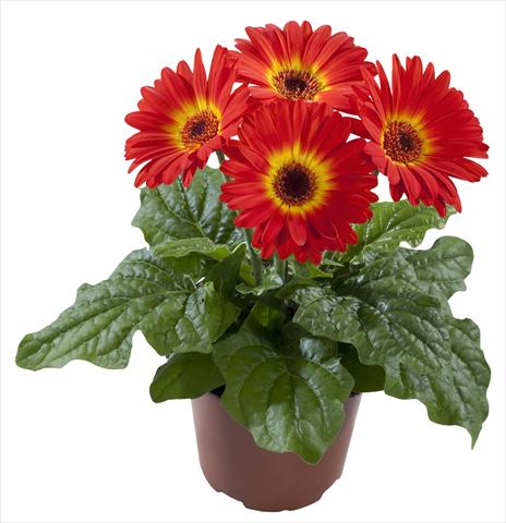 Photos von Blumenvarianten benutzt als: Topf Gerbera jamesonii Flori Line® Midi Dark Fireball