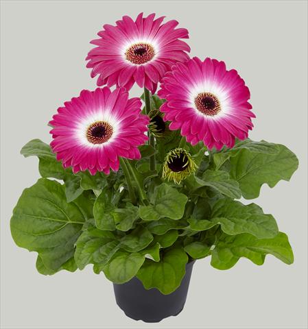 Photos von Blumenvarianten benutzt als: Topf Gerbera jamesonii Flori Line® Midi Eyecatcher Purple