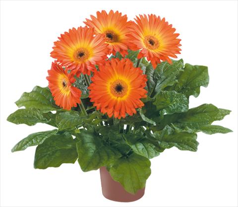 Photos von Blumenvarianten benutzt als: Topf Gerbera jamesonii Flori Line® Midi Fireball