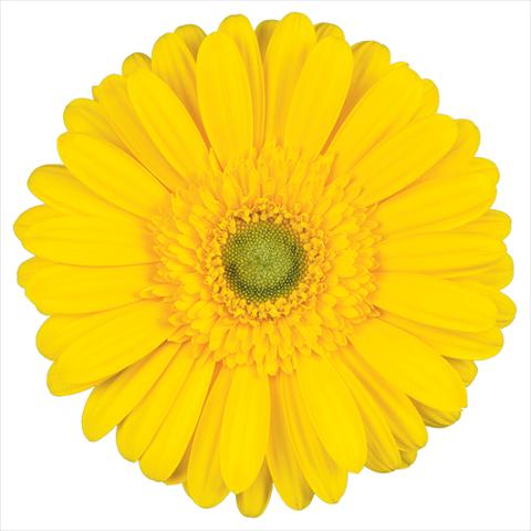 Photos von Blumenvarianten benutzt als:  Gerbera jamesonii Kento®