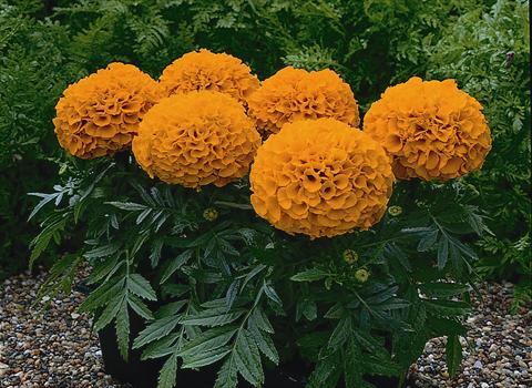 Photos von Blumenvarianten benutzt als: Topf und Beet Tagetes patula Antigue Orange