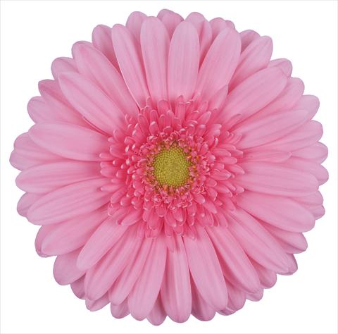 photo of flower to be used as: Cutflower Gerbera jamesonii Raffinee®