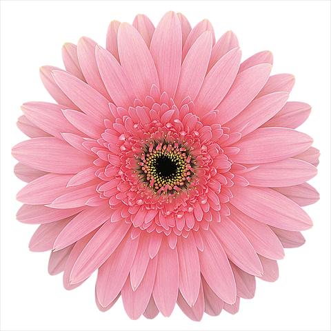 Photos von Blumenvarianten benutzt als: Schnittblume Gerbera jamesonii Rosalin®