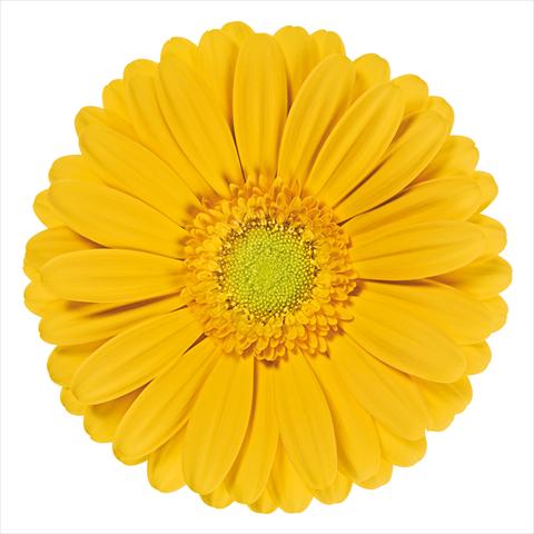 Photos von Blumenvarianten benutzt als: Schnittblume Gerbera jamesonii Stella®