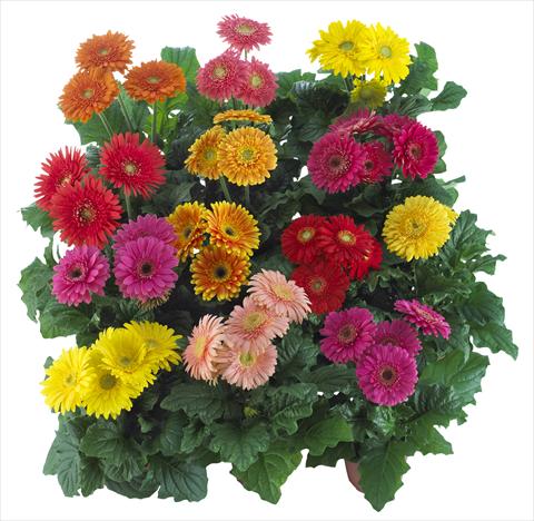 Photos von Blumenvarianten benutzt als: Topf Gerbera jamesonii Sundayz® Midi Mix
