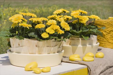 Photos von Blumenvarianten benutzt als: Topf Gerbera jamesonii Sundayz® Mini Yellow