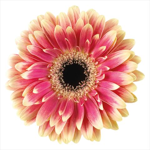 Photos von Blumenvarianten benutzt als:  Gerbera jamesonii Van Gogh®