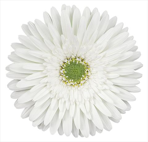 Photos von Blumenvarianten benutzt als: Schnittblume Gerbera jamesonii Zembla®