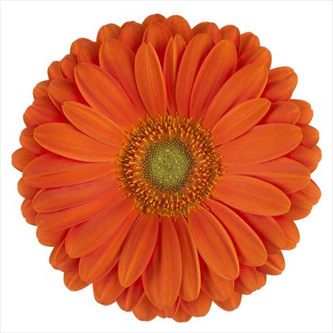 Photos von Blumenvarianten benutzt als:  Gerbera jamesonii Zodiac®