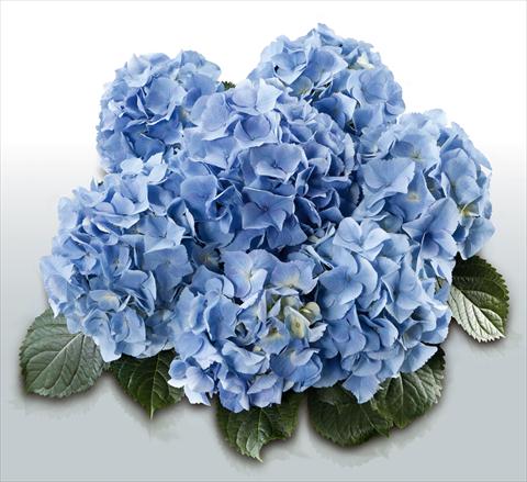 Photos von Blumenvarianten benutzt als: Topf und Beet Hydrangea macrophylla Baby Blue©