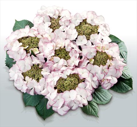 Photos von Blumenvarianten benutzt als: Topf und Beet Hydrangea macrophylla Charme©