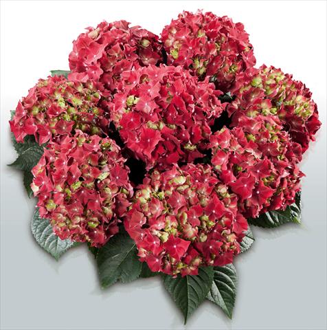 Photos von Blumenvarianten benutzt als: Topf und Beet Hydrangea macrophylla Royal Red©