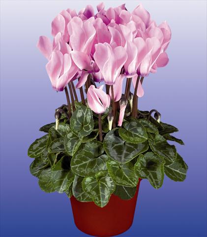 Photos von Blumenvarianten benutzt als: Topf und Beet Cyclamen persicum mini Verano Neon Fiammato
