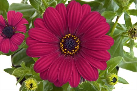 Photos von Blumenvarianten benutzt als: Topf und Beet Osteospermum FlowerPower® Purple Red