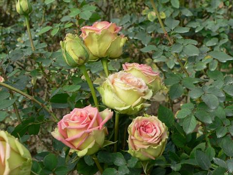 Photos von Blumenvarianten benutzt als: Beet- / Rabattenpflanze Rosa paesaggistica Donne d