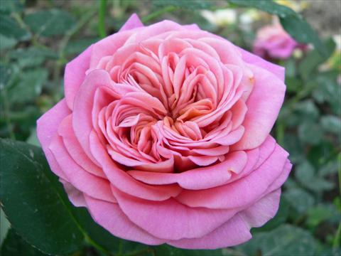 Photos von Blumenvarianten benutzt als: Beet- / Rabattenpflanze Rosa paesaggistica Duchessa di Galliera