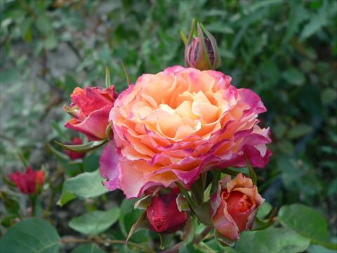 Photos von Blumenvarianten benutzt als: Beet- / Rabattenpflanze Rosa paesaggistica Fiore dei Diritti Umani
