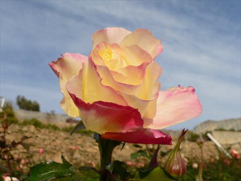 Photos von Blumenvarianten benutzt als: Beet- / Rabattenpflanze Rosa paesaggistica Mystica®