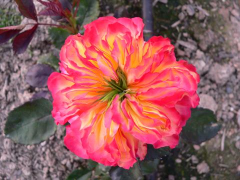 Photos von Blumenvarianten benutzt als: Beet- / Rabattenpflanze Rosa paesaggistica Romanov