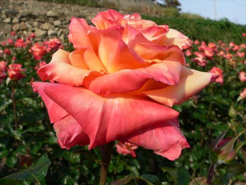 Photos von Blumenvarianten benutzt als: Beet- / Rabattenpflanze Rosa Tea Prince Rainier III