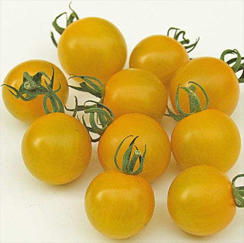 Photos von Blumenvarianten benutzt als: Topf, Beet, Terrasse Solanum lycopersicum (pomodoro) Golden Pearl