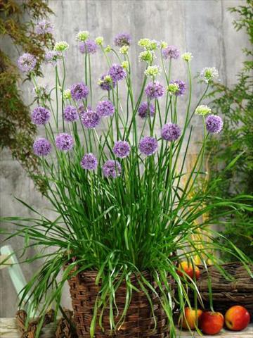 Photos von Blumenvarianten benutzt als: Topf und Beet Allium tuberosum Quattro