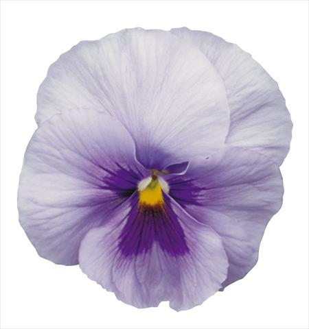 Photos von Blumenvarianten benutzt als: Topf und Beet Viola wittrockiana Dynamite Blue Center