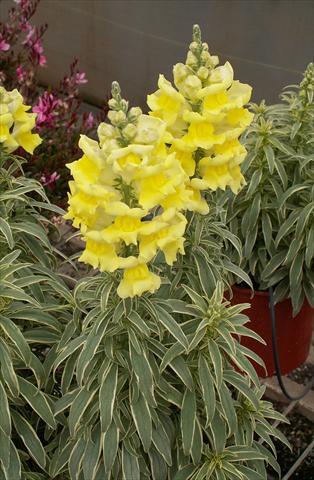 Photos von Blumenvarianten benutzt als: Topf und Beet Antirrhinum majus Snapdaddy giallo