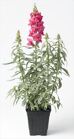 Photos von Blumenvarianten benutzt als: Topf und Beet Antirrhinum majus Snapdaddy rosa