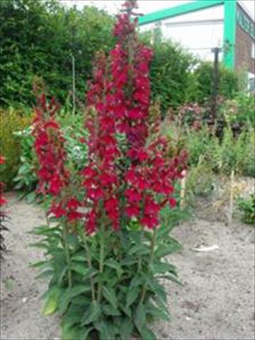 Photos von Blumenvarianten benutzt als: Topf und Beet Lobelia speciosa Crimson