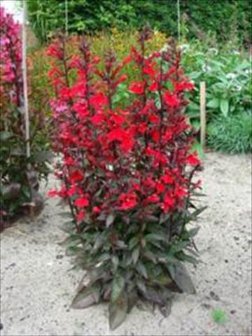 Photos von Blumenvarianten benutzt als: Topf und Beet Lobelia speciosa Scarlet