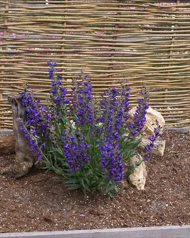 Photos von Blumenvarianten benutzt als: Topf und Beet Penstemon Delfts Blue Riding Hood