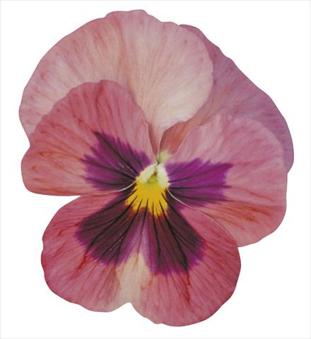 Photos von Blumenvarianten benutzt als: Topf und Beet Viola wittrockiana Dynamite Pink