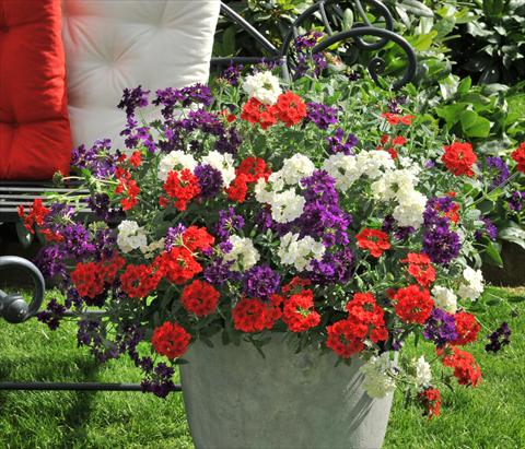 Photos von Blumenvarianten benutzt als: Topf, Terrasse, Ampel. 3 Combo RED FOX Confetti Garden Liberty