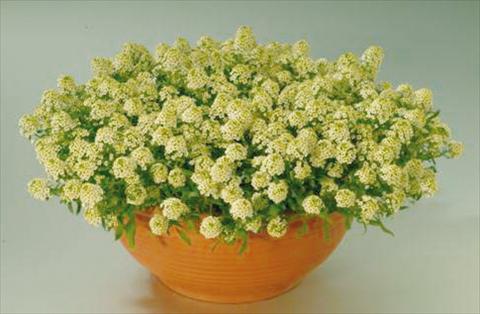 Photos von Blumenvarianten benutzt als: Topf und Beet Alissum maritimum Clipper Lemon