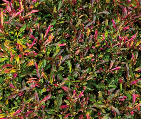 Photos von Blumenvarianten benutzt als: Beet- / Rabattenpflanze Alternanthera Red Carpet