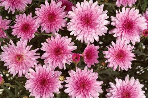 Photos von Blumenvarianten benutzt als: Topf, Beet, Terrasse Argyranthemum Angelic Pink Delight