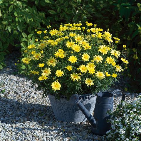 Photos von Blumenvarianten benutzt als: Topf, Beet, Terrasse Argyranthemum Beauty Yellow