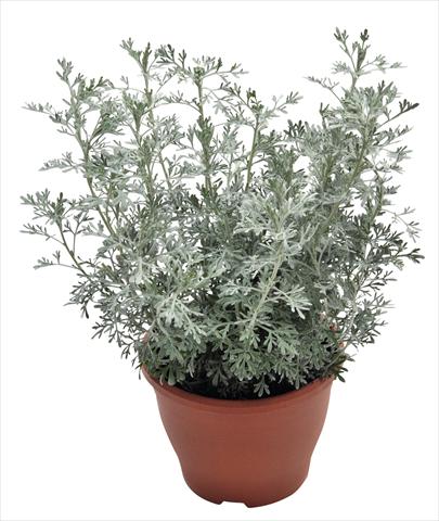 Photos von Blumenvarianten benutzt als: Beet- / Rabattenpflanze Artemisia RED FOX Parfum d Ethiopia