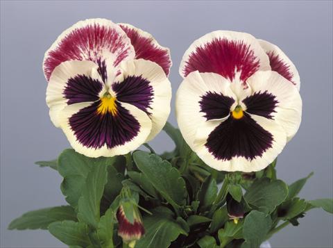 Photos von Blumenvarianten benutzt als: Topf und Beet Viola wittrockiana Dynamite Purple Rose & White