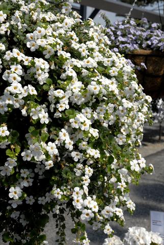Photos von Blumenvarianten benutzt als: Topf, Terrasse, Ampel. Bacopa (Sutera cordata) RED FOX Bahia White